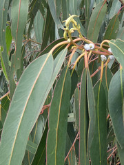 Eucalyptus globulus bicostata