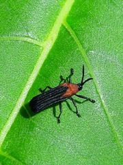Chalepus cincticollis