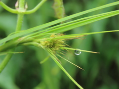 Cladium mariscus mariscus