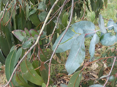 Eucalyptus globulus bicostata