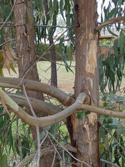 Eucalyptus globulus bicostata