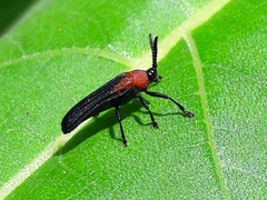 Chalepus cincticollis