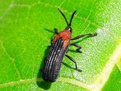Chalepus cincticollis