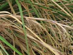 Cladium mariscus mariscus