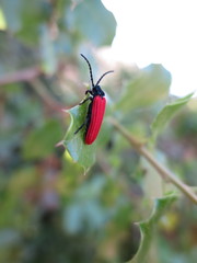 Benibotarus alternatus