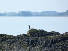 Branta bernicla