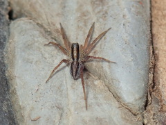 Pardosa distincta