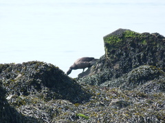 Branta bernicla