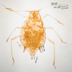 Aphis sedi