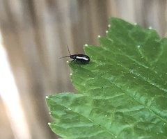 Phyllotreta undulata