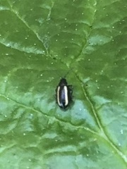 Phyllotreta undulata