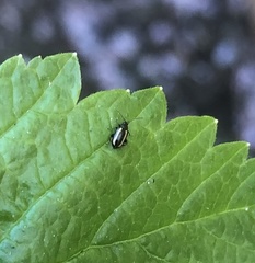 Phyllotreta undulata