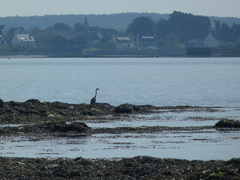 Ardea cinerea