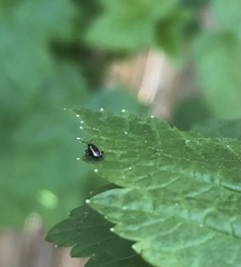 Phyllotreta undulata