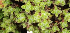 Crassula setulosa rubra