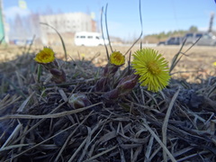 Tussilago farfara