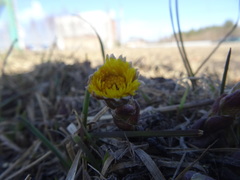Tussilago farfara