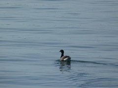 Branta bernicla