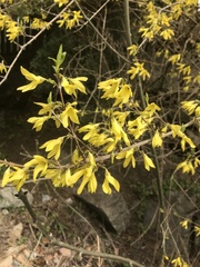 Forsythia suspensa