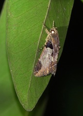 Ercheia cyllaria