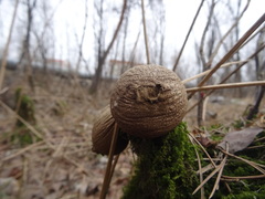 Apioperdon pyriforme