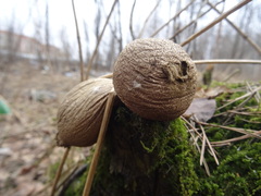 Apioperdon pyriforme