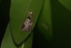 Ercheia cyllaria