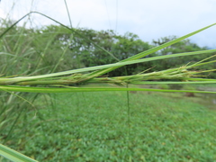 Cladium mariscus mariscus