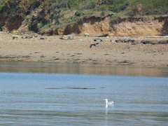 Larus argentatus