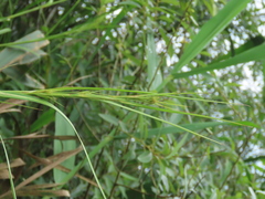 Cladium mariscus mariscus