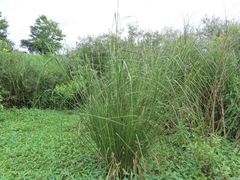 Cladium mariscus mariscus