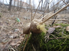 Apioperdon pyriforme