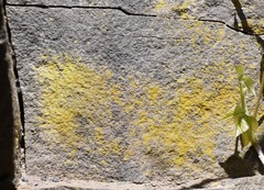 Chrysothrix insulizans