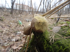 Apioperdon pyriforme