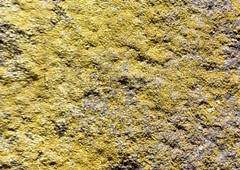 Chrysothrix insulizans