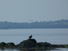 Phalacrocorax carbo