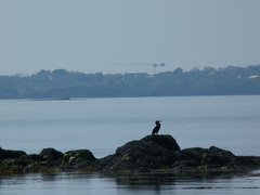 Phalacrocorax carbo