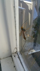 Megarhyssa nortoni