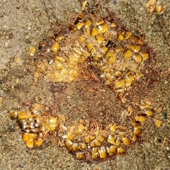 Thyropygus allevatus