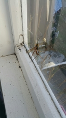 Megarhyssa nortoni