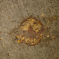 Thyropygus allevatus