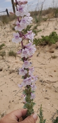 Penstemon buckleyi