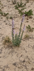 Penstemon buckleyi