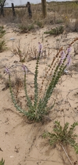 Penstemon buckleyi