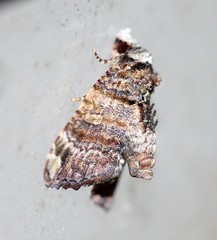 Chlumetia