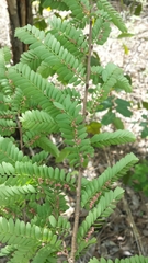 Phyllanthus casticum image