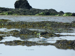 Egretta garzetta