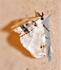 Trichophysetis fulvifusalis