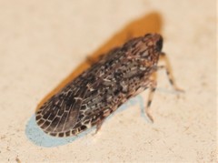 Plectoderini