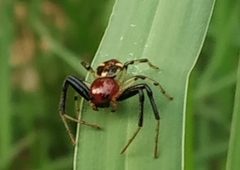 Araneae
